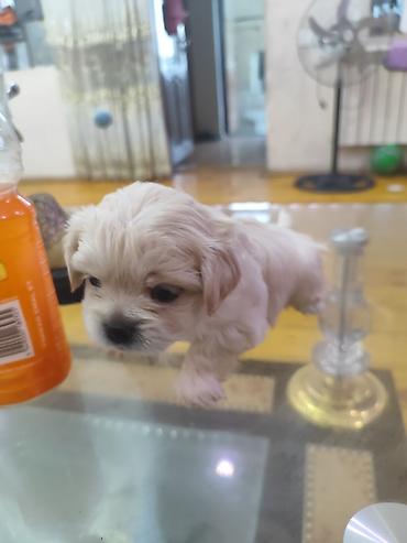 dişi pitbul: 1 ay, Dişi, Ödənişli çatdırılma — 2