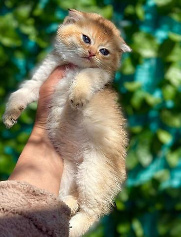 Pişiklər: Şotland — 11