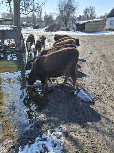 саан уй сатып алам: Сатам | Кунаажын | Алатоолук, Швиц | Союуга, Көбөйтүү үчүн, Бордоп семиртүү үчүн