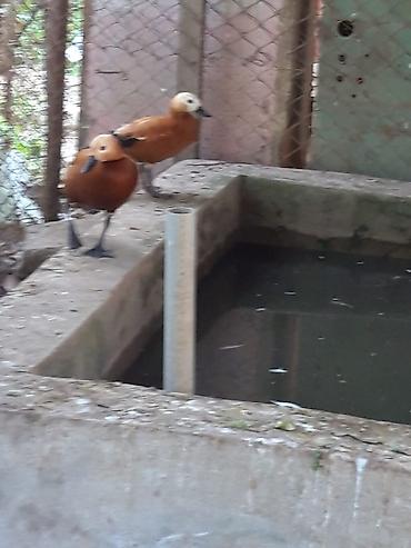 amadin qusu haqqinda: Narin ördəklər (Ruddy shelduck – turac rəngli su quşu) cütlük — 3