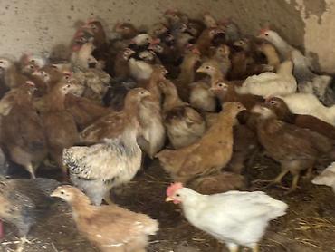 Cücələr: Toyuq cücələri, Ətlik — 9