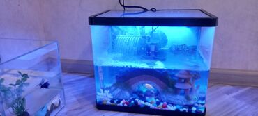 akvarium baliglari: 4 balıq,dekorasiya,filter,led ışıq