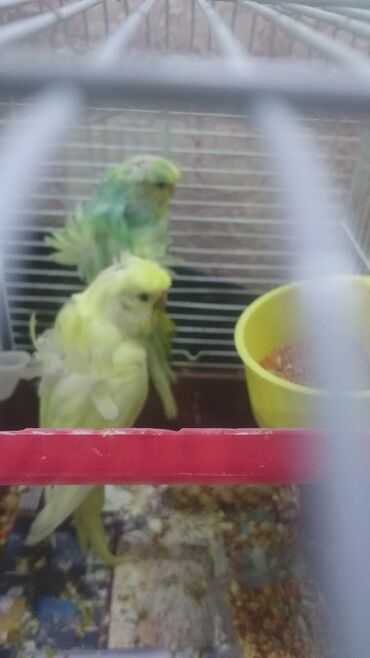 Tutuquşları: Yaponiclər və yaponicdən dömmələr — 9