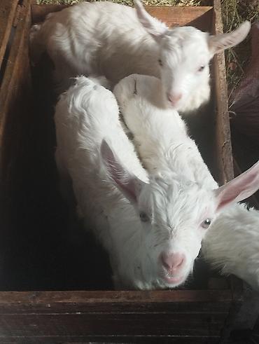 Козы, козлы: Продаю | Козёл (самец) | Для разведения | Племенные — 10