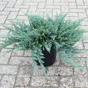 Şitillər: Dekartiv və meyvə ağacları istenilen sayda ve istenilen növde var — 12