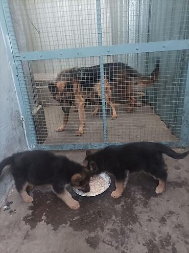 Продажа собак: Щенки немецкой овчарки 01.01.26 мальчик и девочка - Порода: немецкая — 8