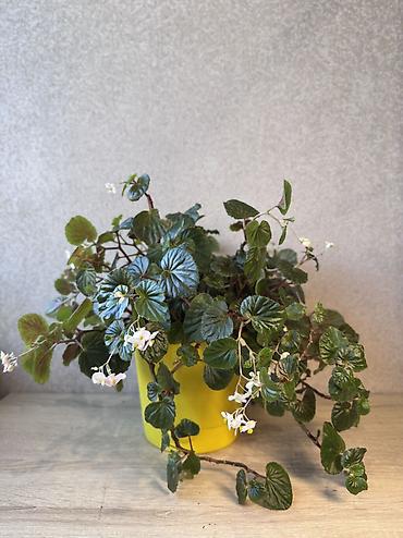 Денежное дерево: - Денежное дерево (Крассула овата) 70см — 2900 - Герань (Пеларгония) — 5