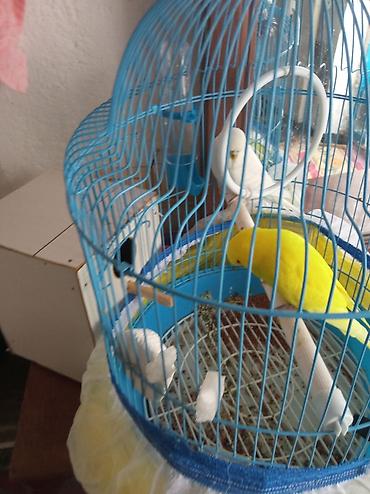 Зоотовары: 2 dənə pabuqay qəfəs yuva yeni quşlara aid hərseyi var real alici — 4