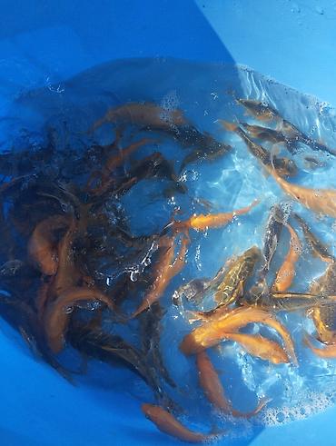 Рыбы: Коя, малёк карпа Кои — 9