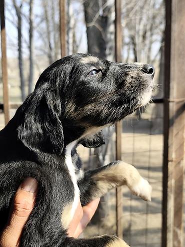 Продажа собак: Продажа Щенков ТАЙГАН для пастушьей службы и охоты. Описание: - — 11