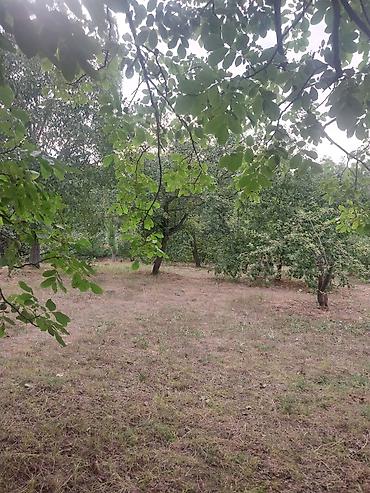 Torpaq sahələrinin satışı: 25 sot — 6