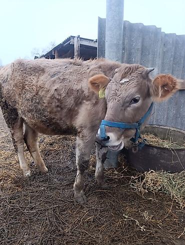 Коровы, быки: Продаю | Тёлка | На откорм, Для разведения — 5