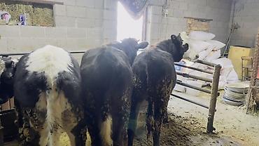 Коровы, быки: Продаю | Тёлка | На откорм | Привязанные — 13