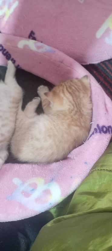 Pişiklər: Britan, Yaxşı əllərə — 9