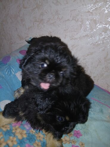 İtlər: Pekines, 2 ay, Erkek — 3