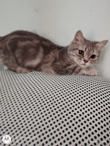 Pişiklər: Britan, Erkək, Yaxşı əllərə, Ünvandan götürmə — 3