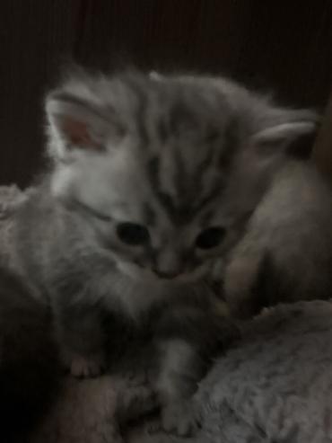 отдаю котят: 2 месяца, Девочка, Приучена к лотку — 3