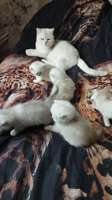 кошка породистый: Готовы к продажи чистокровные котята породы Шотландские ( скоттиш фолд — 5