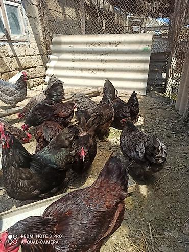 satılan atlar: Toyuq, Australorp, Damazlıq, Ödənişli çatdırılma, Ünvandan götürmə — 5