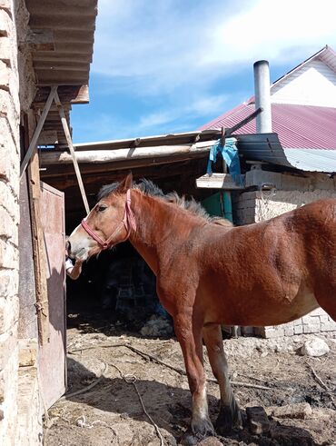 Лошади, кони: Продаю | Кобыла (самка) | Для разведения | Племенные