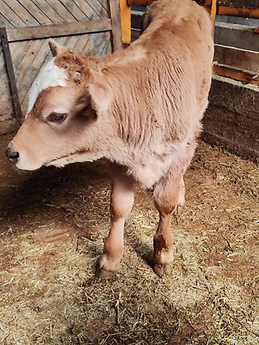 Коровы, быки: Продаю | Корова (самка), Бык (самец) | Швицкая | Для молока | После отела, Искусственник — 15