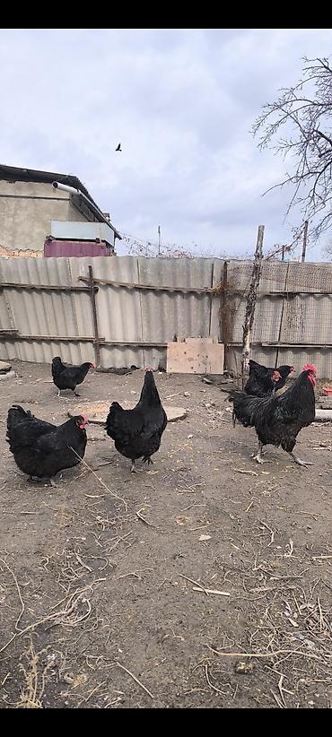 Куры, петухи: Продаю | Куры | Домашняя | Несушки — 6
