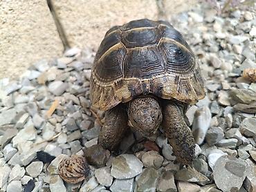 tısbağa satışı: UMUMI QIYMETDIR!!! Araliq deniz Tisbagalari 🇦🇿 Azərbaycan dili: 🐢 4 — 4