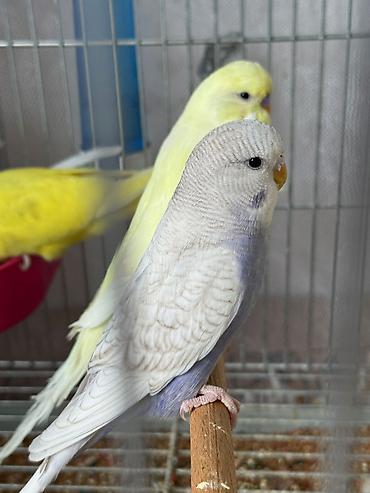 cex quşlar: Cex balalar ve 1 sari qizgin cute hazir erkek 2 vistivka — 4
