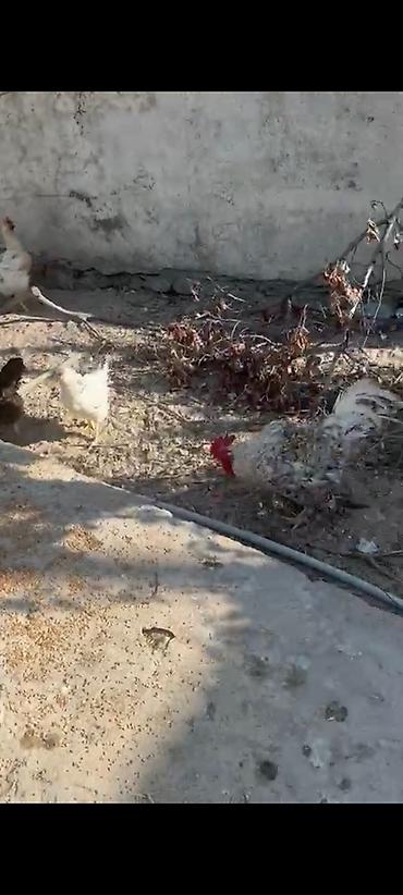 yaponka cücələri: Toyuq, Damazlıq — 3