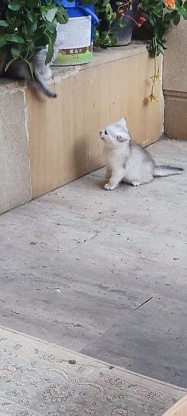 Pişiklər: Britan — 11