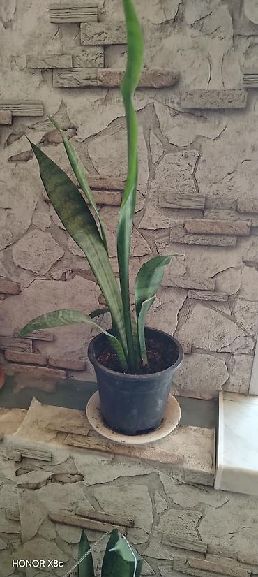 otaq arakesmeleri: Sansevieria (Qayın dilı / “Snake Plant”) – dekorativ otaq bitkisi - — 3