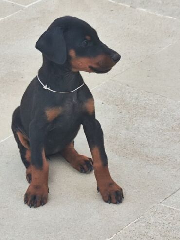 balaca ev itləri: Doberman, 2 ay, Erkek, Ünvandan götürmə