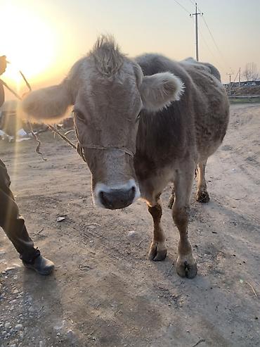 Коровы, быки: Продаю | Корова (самка) | Швицкая | Для молока — 8