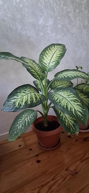 dekorativ goyercinler: Dieffenbaxiya (Dieffenbachia) – iri, zolaqlı yarpaqları olan dekorativ — 3