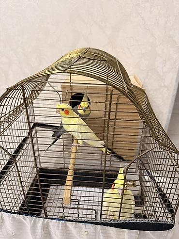inək balalı: Nimfa (Cockatiel) papuqayları – evdə saxlanılan dekorativ quşlar - — 5