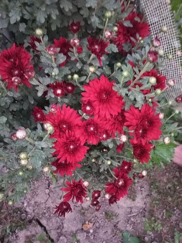 Садовые цветы и кустарники: Рассада цветка: Хризантемы — 5