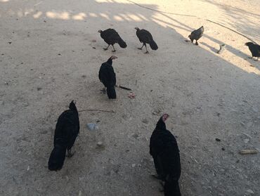 собака доберман сколько стоит: Сатам | Балапан күрп | Көбөйтүү үчүн