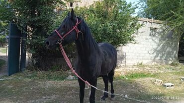 конный спорт бишкек цены в Кыргызстан | Услуги: Продаю | Конь (самец) | Конный спорт
