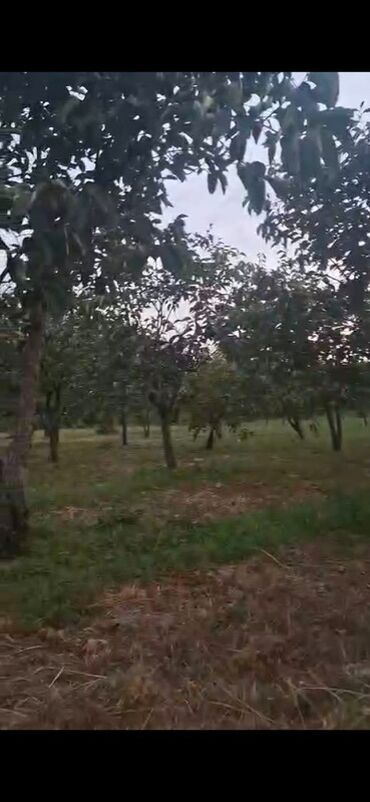 evlerin alqi satqisi xacmaz kirayesi: Для сельского хозяйства, Собственник