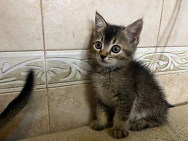 Tabbi, Yaxşı əllərə
