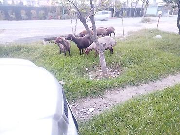 Qoyunlar, qoçlar: Qoyun sürüsü satılır Salam 5 qoyun 5 qüzû satılır ünvan novxanı cavan — 5