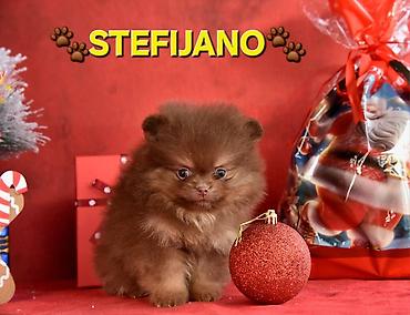 Psi: Pomeranac Boo. NOVO! Ekskluzivni dugo ocekivani stenci pomeranca u — 16