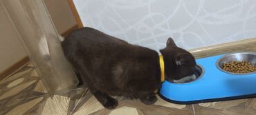 Pişiklər: Britan, Erkək, Yaxşı əllərə, Ünvandan götürmə — 4