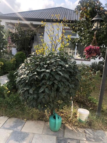 Həyət evləri və villaların satışı: 3 otaqlı, 100 kv. m, Kredit yoxdur, Yeni təmirli — 4