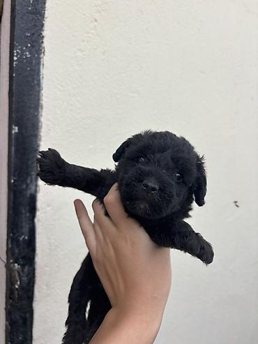 samoyed balasi satilir: 1 ay, Erkək, Ödənişli çatdırılma — 2