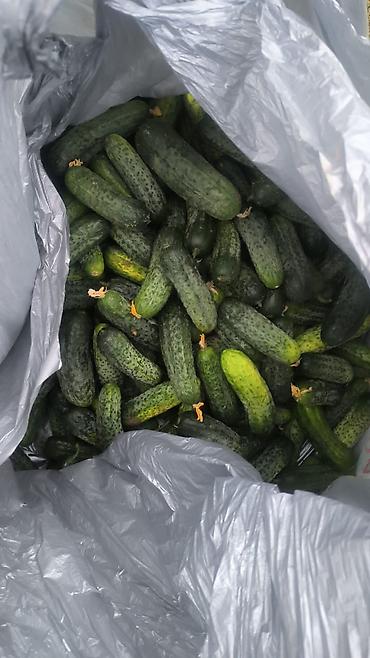 Продукты питания: Огурцы Оптом, В розницу — 2