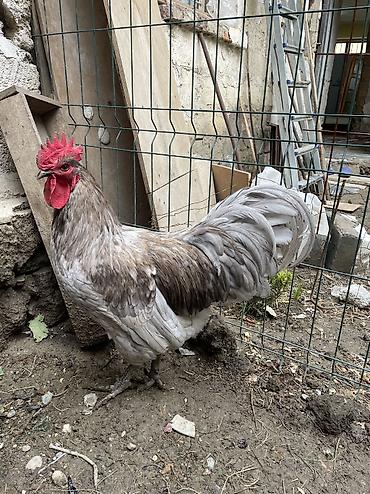 qara australorp: Avstrolop xoruzu satilir 9 ayliq — 6