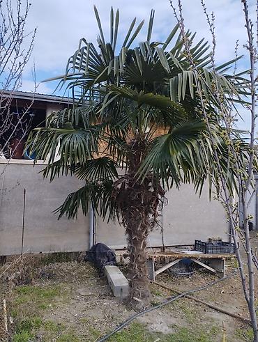 iran xurması ağacı: Trachycarpus fortunei (Külək Palma ağacı) – dekorativ, həmişəyşil — 1