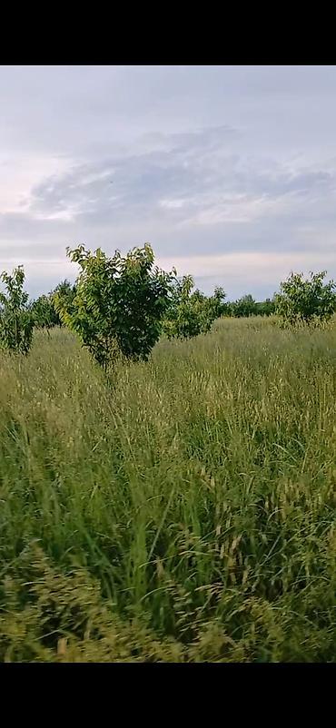 meyve terevez dukani: Məhsul: Meyvə bağı (təsərrüfat sahəsi) Təsvir: - Səliqəli cərgələr — 3