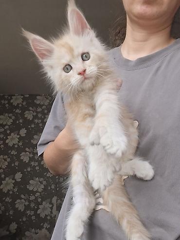 котята мэйн кун: 🐾✨ ШИКАРНЫЕ МАЛЫШИ МЕЙН-КУНОВ ПОЛИДАКТОВ ✨🐾 Эксклюзивные пушистики с — 3